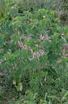 Sicklepod <BR>Coffeeweed